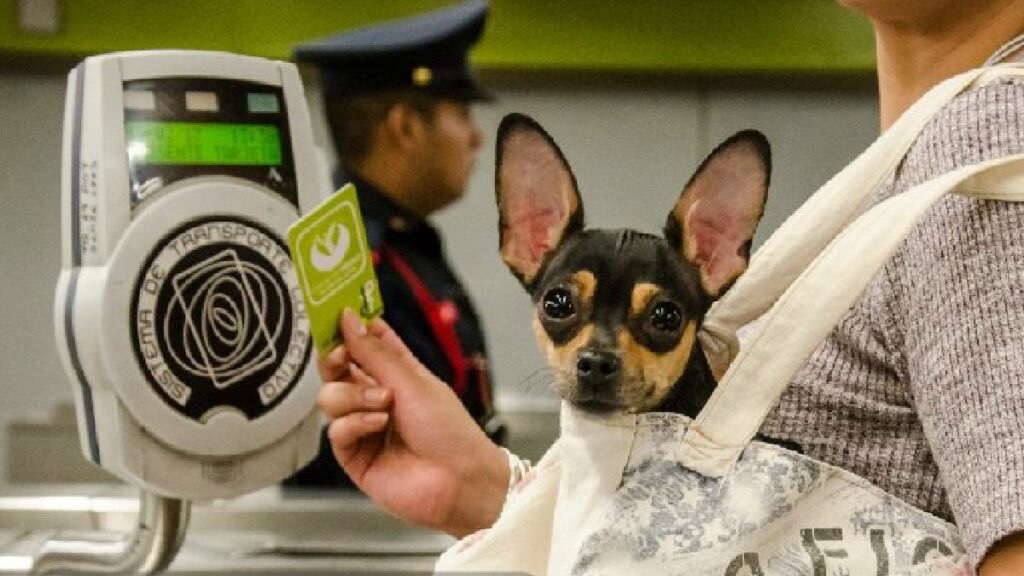 ¿Se puede viajar con perros en el Metro? Esto dice la ley