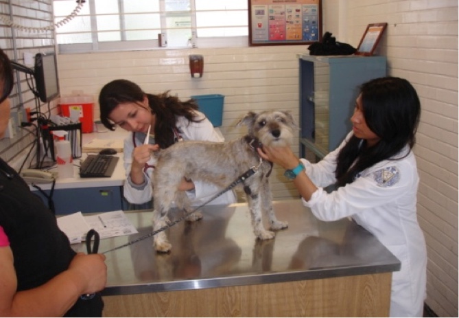 ¡Guau! Lugares en CDMX que ofrecen atención veterinaria gratis para tu mascota